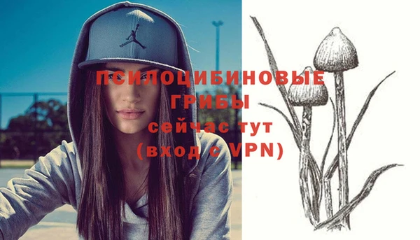 хмурый Белокуриха